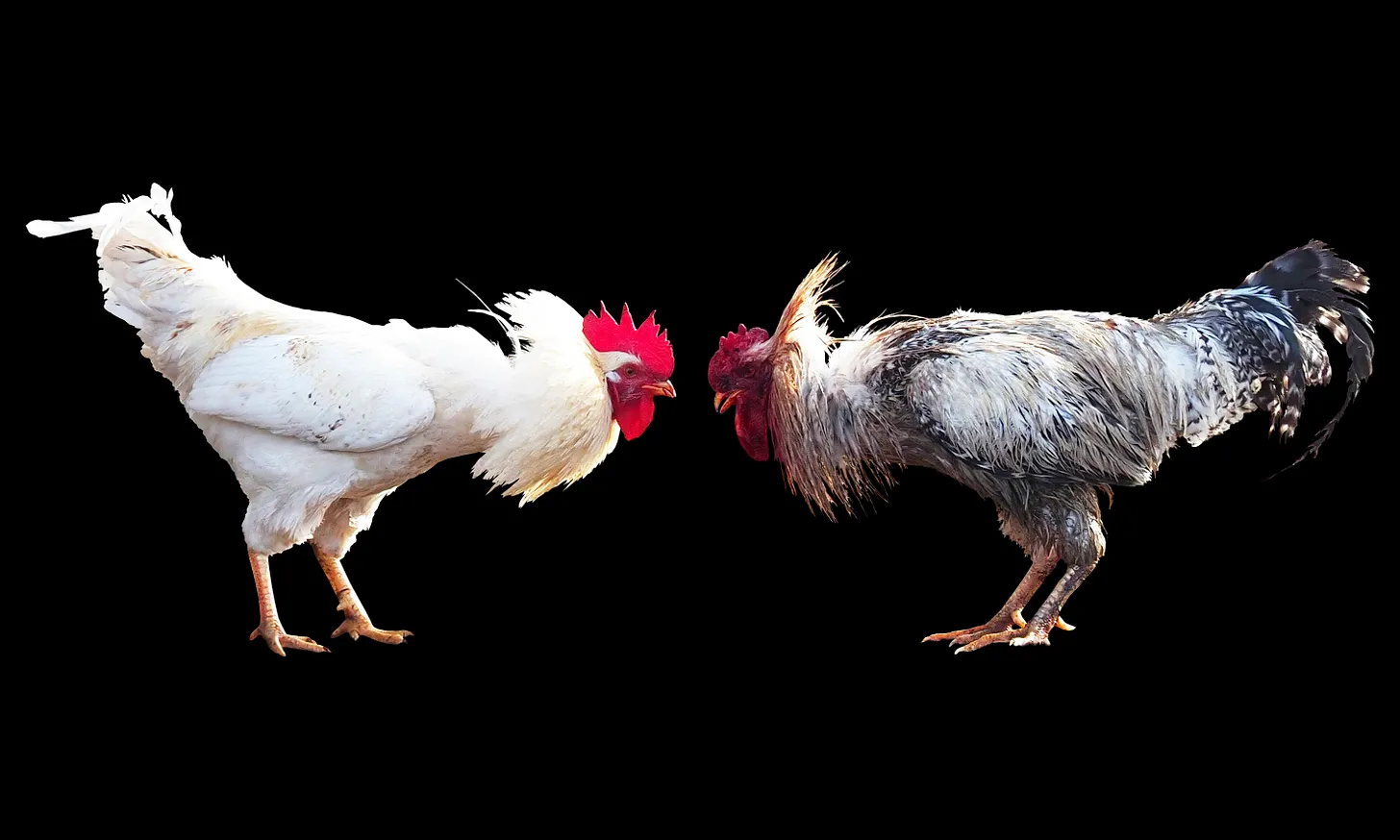 Transcript: Studios, Strikers and a Tense Game of Chicken