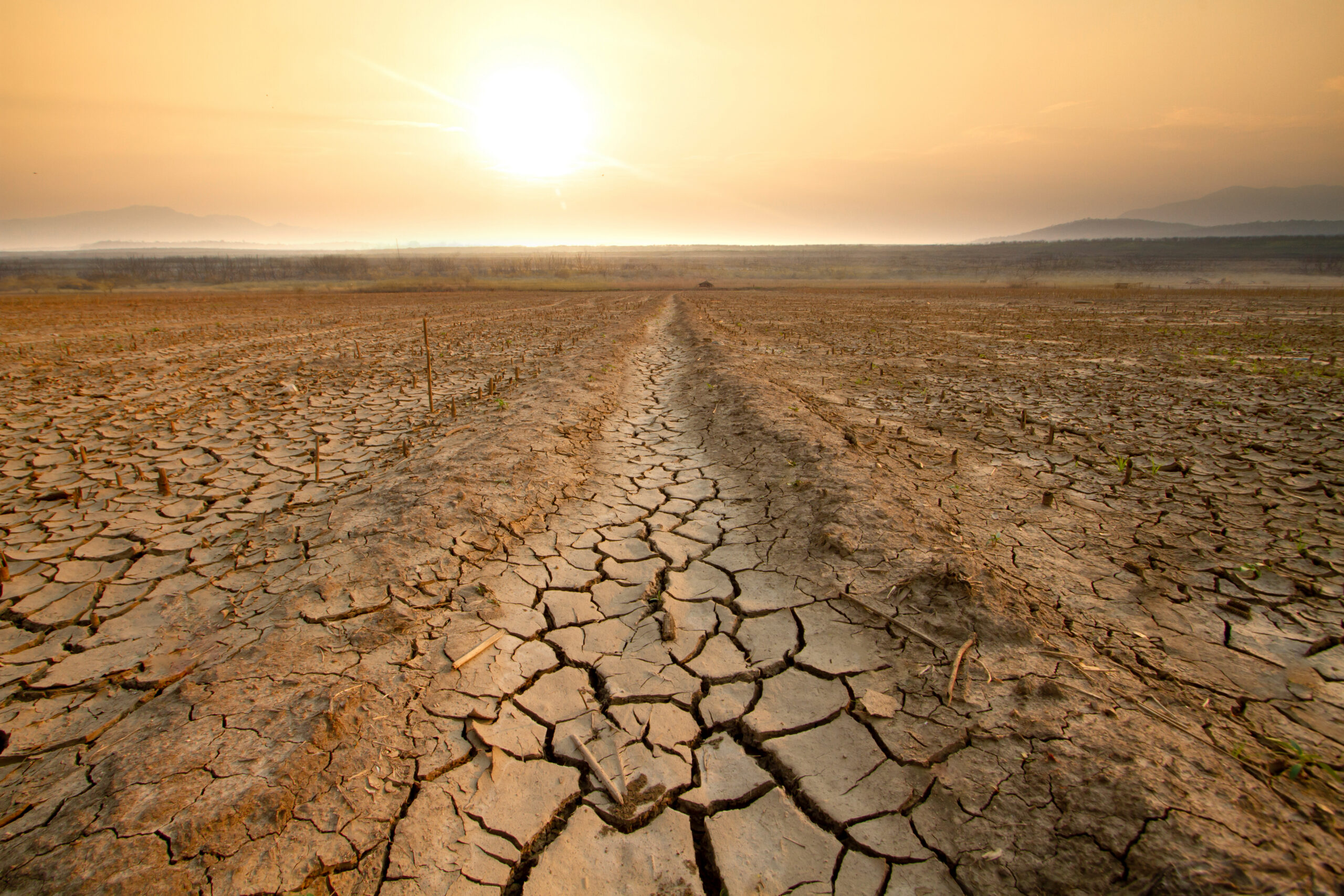 Rushfield: The Next 100 Days Nightmare