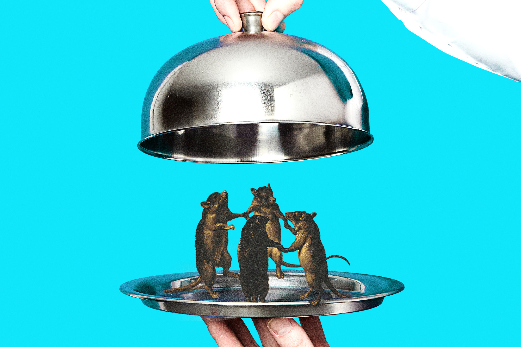 rats holding hands on a silver platter