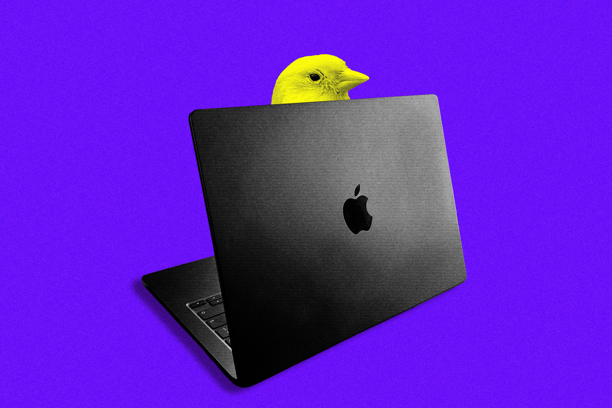 A yellow canary peeking out from behind a dark grey mac laptop